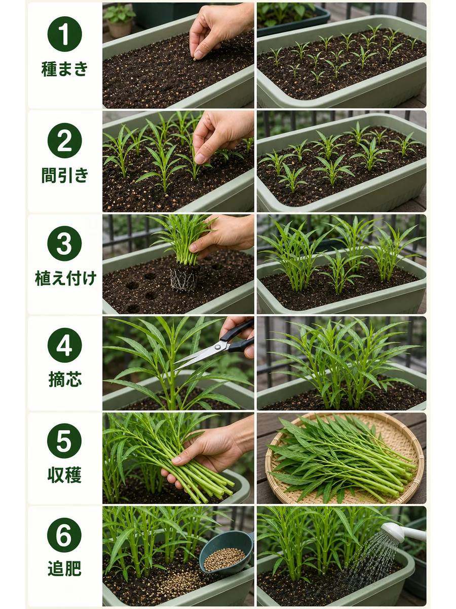 空芯菜の種まき、間引き、植え付け、摘芯、収穫、追肥までをまとめた縦長画像