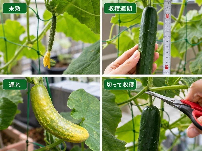 きゅうりの未熟、収穫適期、収穫遅れ、ハサミで切る収穫方法を比較した4分割画像