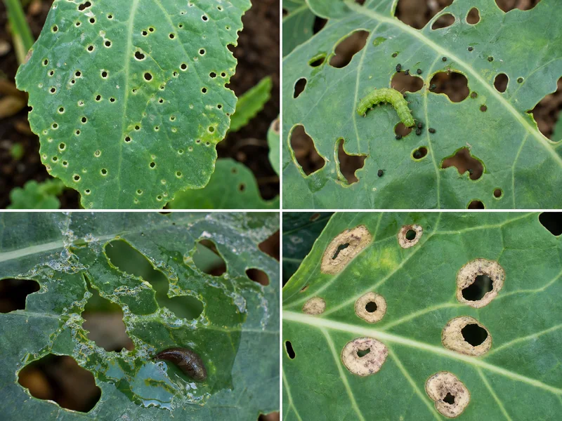 ノミハムシ、青虫、ナメクジ、病斑脱落による穴の比較