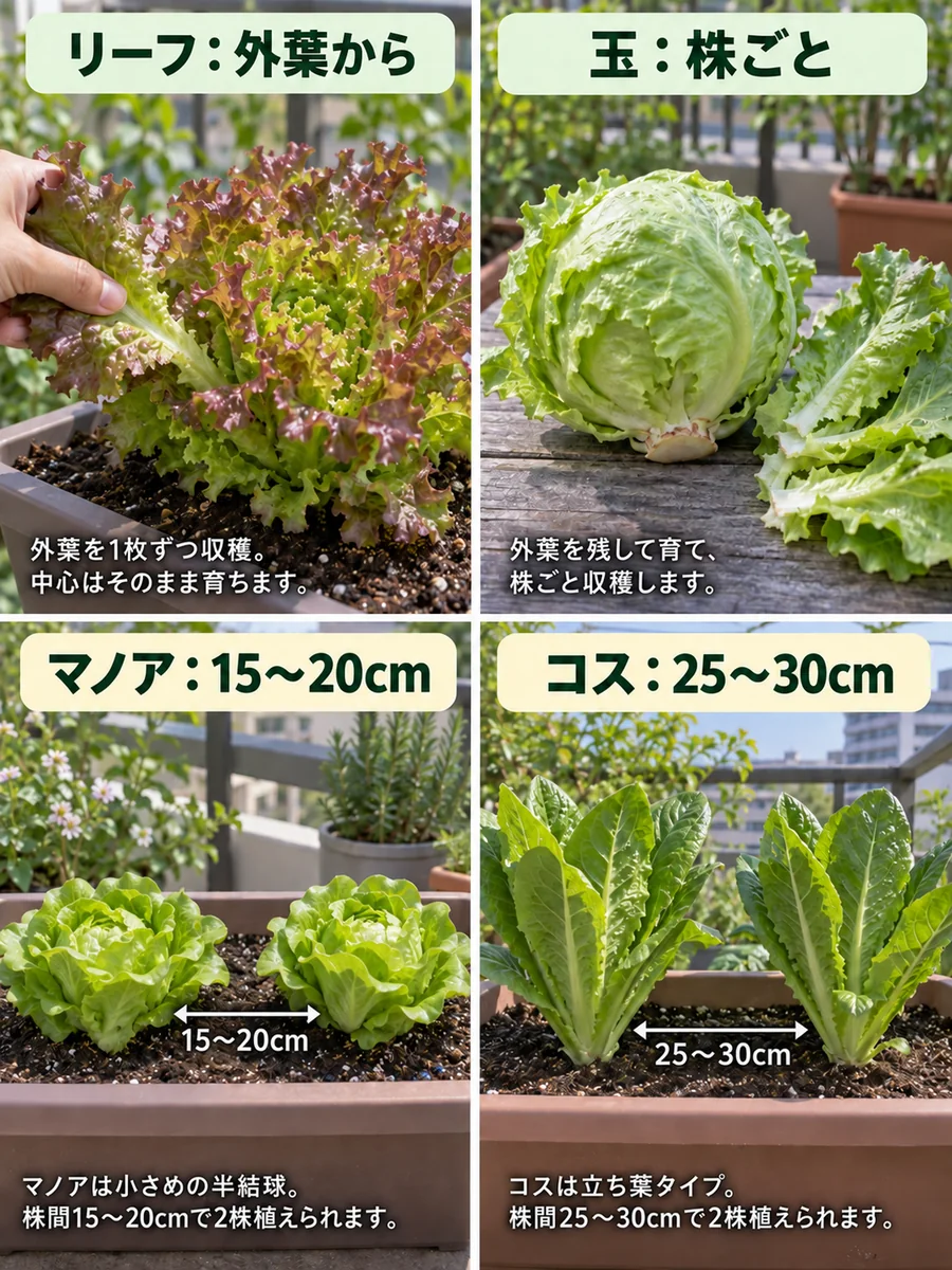 外葉収穫と株ごと収穫、マノアの株間15〜20cmとコスレタスの25〜30cmを比較