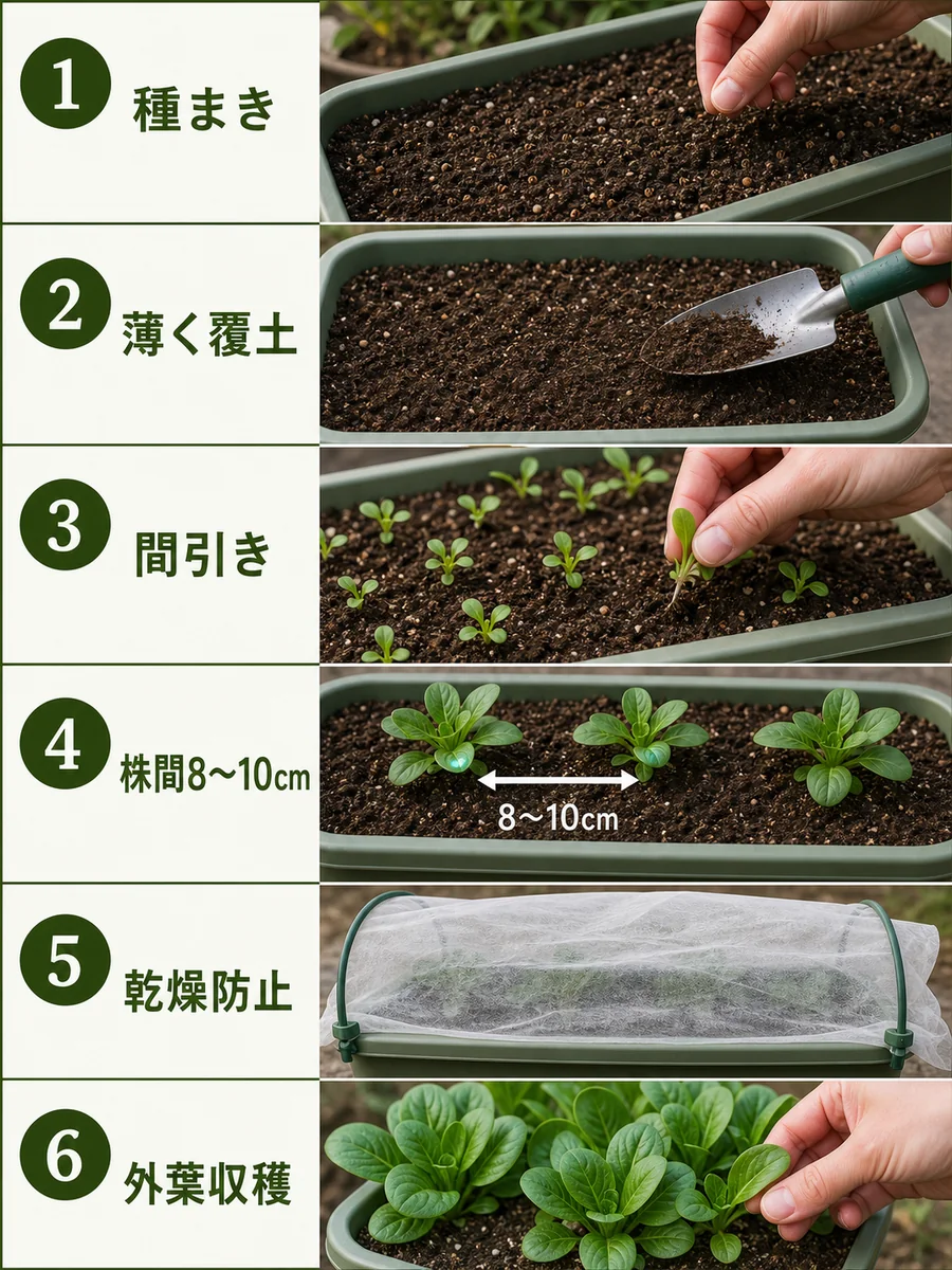 マーシュの種まき、薄く覆土、間引き、株間確保、乾燥防止、外葉収穫をまとめた縦長画像