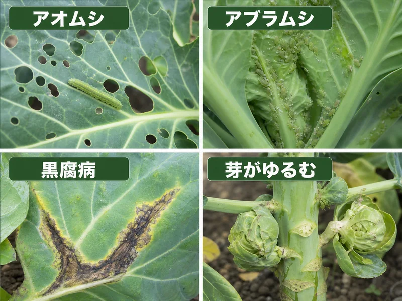 芽キャベツのアオムシ、アブラムシ、黒腐病、芽がゆるむ症状をまとめた診断画像
