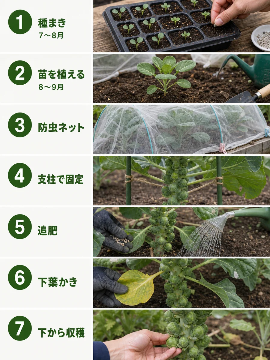 芽キャベツの種まき、苗の植え付け、防虫ネット、支柱、追肥、下葉かき、下から収穫までの流れ