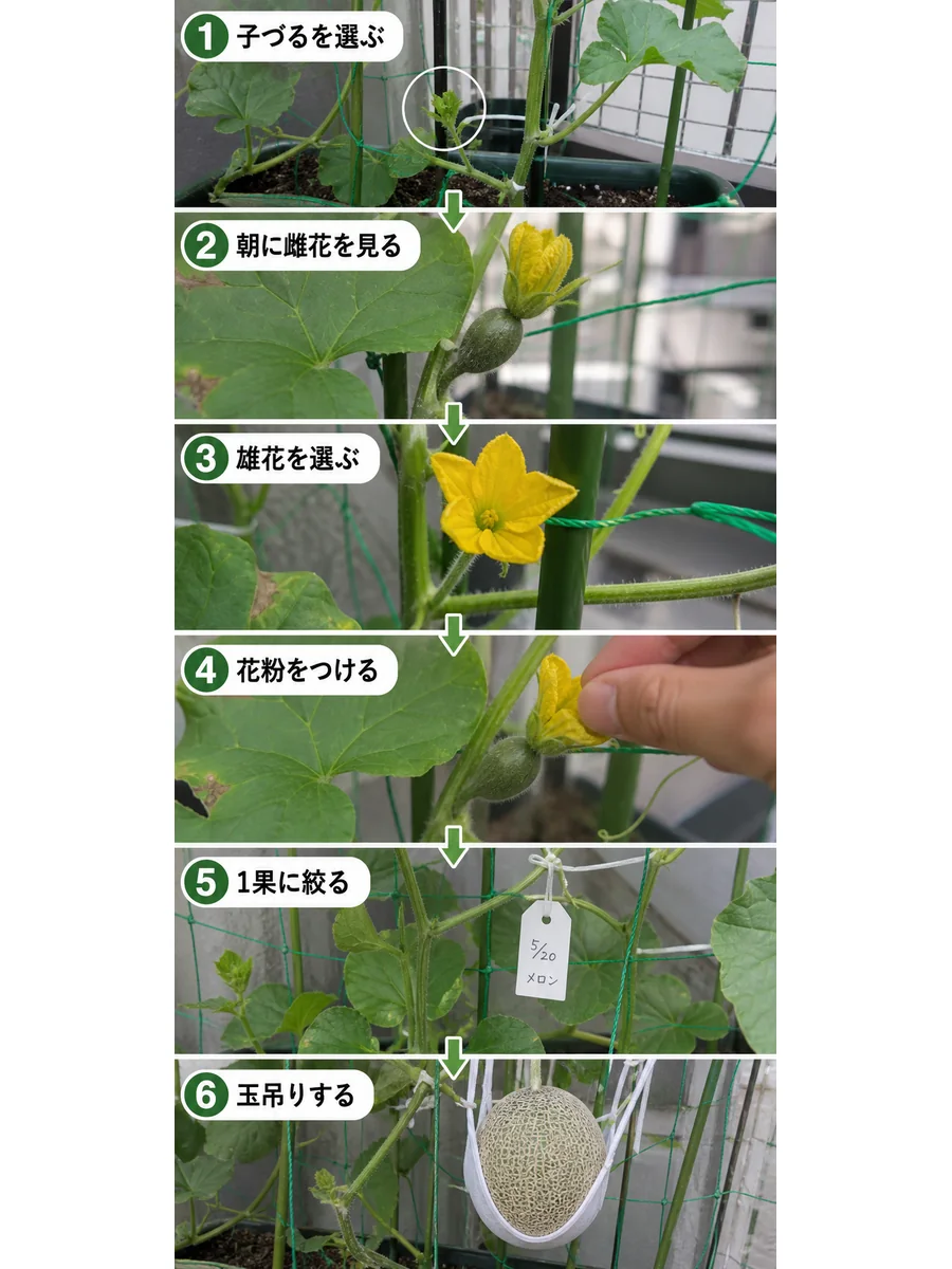 メロンの人工授粉で子づるを選ぶ、朝に雌花を見る、雄花を選ぶ、花粉をつける、1果に絞る、玉吊りする手順