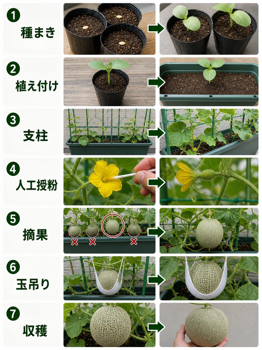 メロンの種まき、植え付け、支柱、人工授粉、摘果、玉吊り、収穫までの流れ