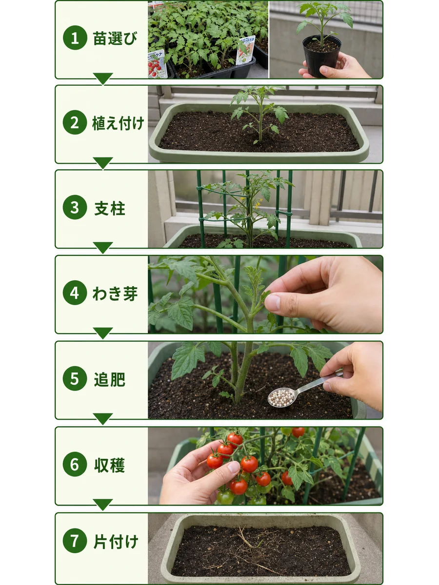 ミニトマトの苗選び、植え付け、支柱、わき芽かき、追肥、収穫、片付けまでの流れをまとめた縦長画像