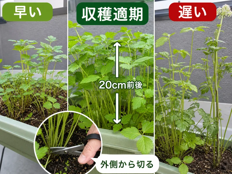 三つ葉の早い、収穫適期、遅い、外側から切る位置を比較した収穫目安画像