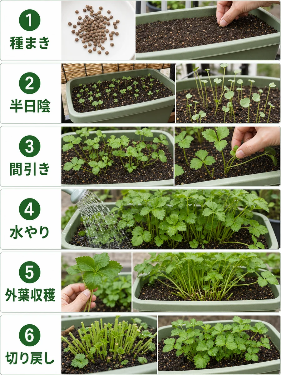 三つ葉の種まき、半日陰、間引き、水やり、外葉収穫、切り戻しをまとめた縦長画像