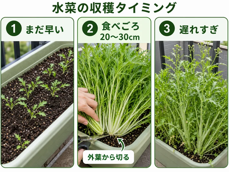 水菜の早すぎ、食べごろ、遅れすぎを比較した収穫目安画像