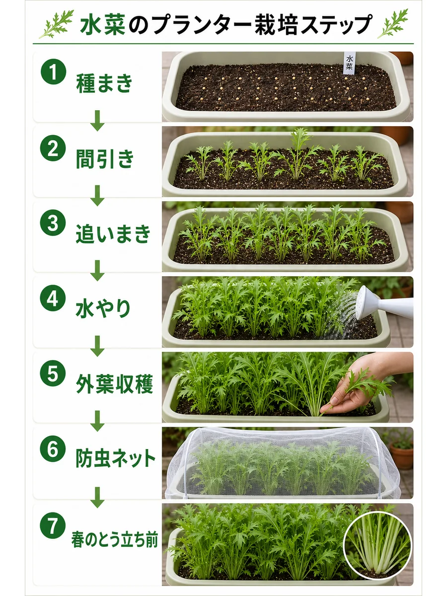 水菜の種まき、間引き、追いまき、水やり、外葉収穫、防虫ネット、とう立ち前までをまとめた縦長画像