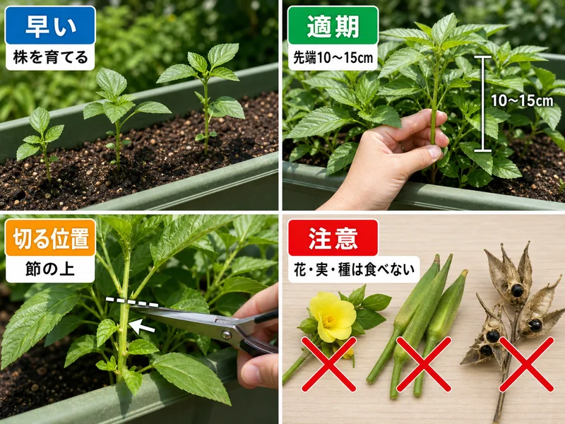 モロヘイヤの早い株、収穫適期、切る位置、花実種を食べない注意を比較した画像
