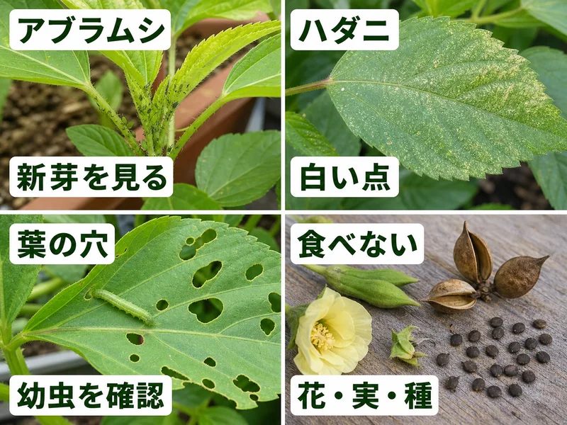 モロヘイヤのアブラムシ、ハダニ、葉の穴、花実種を食べない注意を比較した画像