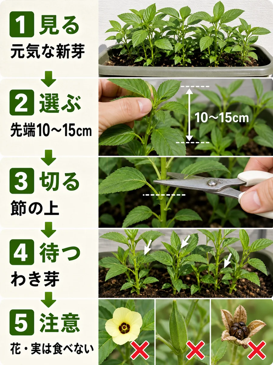 モロヘイヤの新芽確認、先端選び、節の上で切る、わき芽再生、花と実を食べない注意を示した画像
