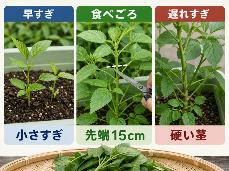 モロヘイヤの早すぎ、食べごろ、遅れすぎを比較した収穫目安画像