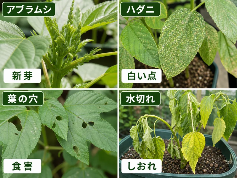 モロヘイヤのアブラムシ、ハダニ、葉の穴、水切れをまとめた画像