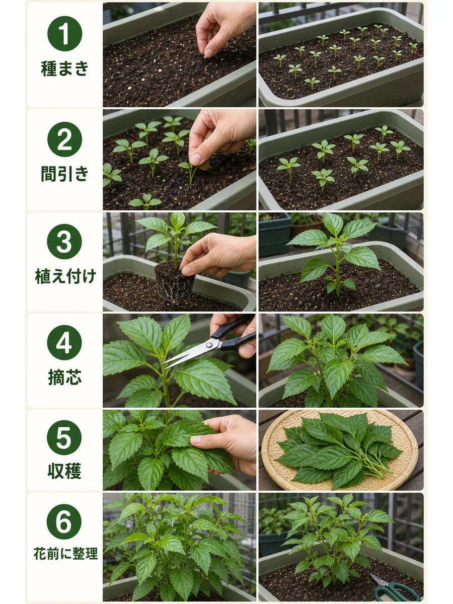 モロヘイヤの種まき、間引き、植え付け、摘芯、収穫、花前の整理までをまとめた縦長画像