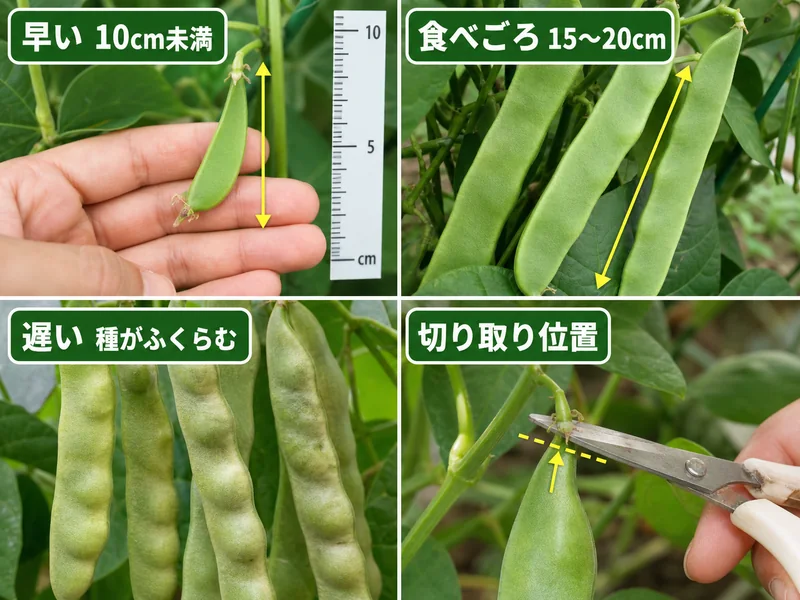 モロッコいんげんの早い、食べごろ、遅い、切り取り位置を比較した収穫目安画像