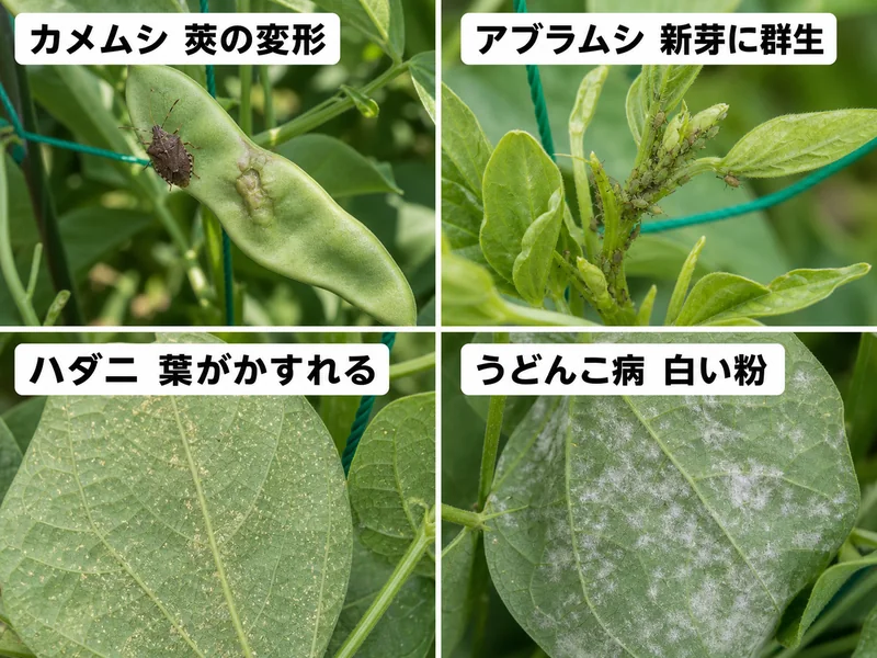 モロッコいんげんのカメムシ、アブラムシ、ハダニ、うどんこ病をまとめた診断画像