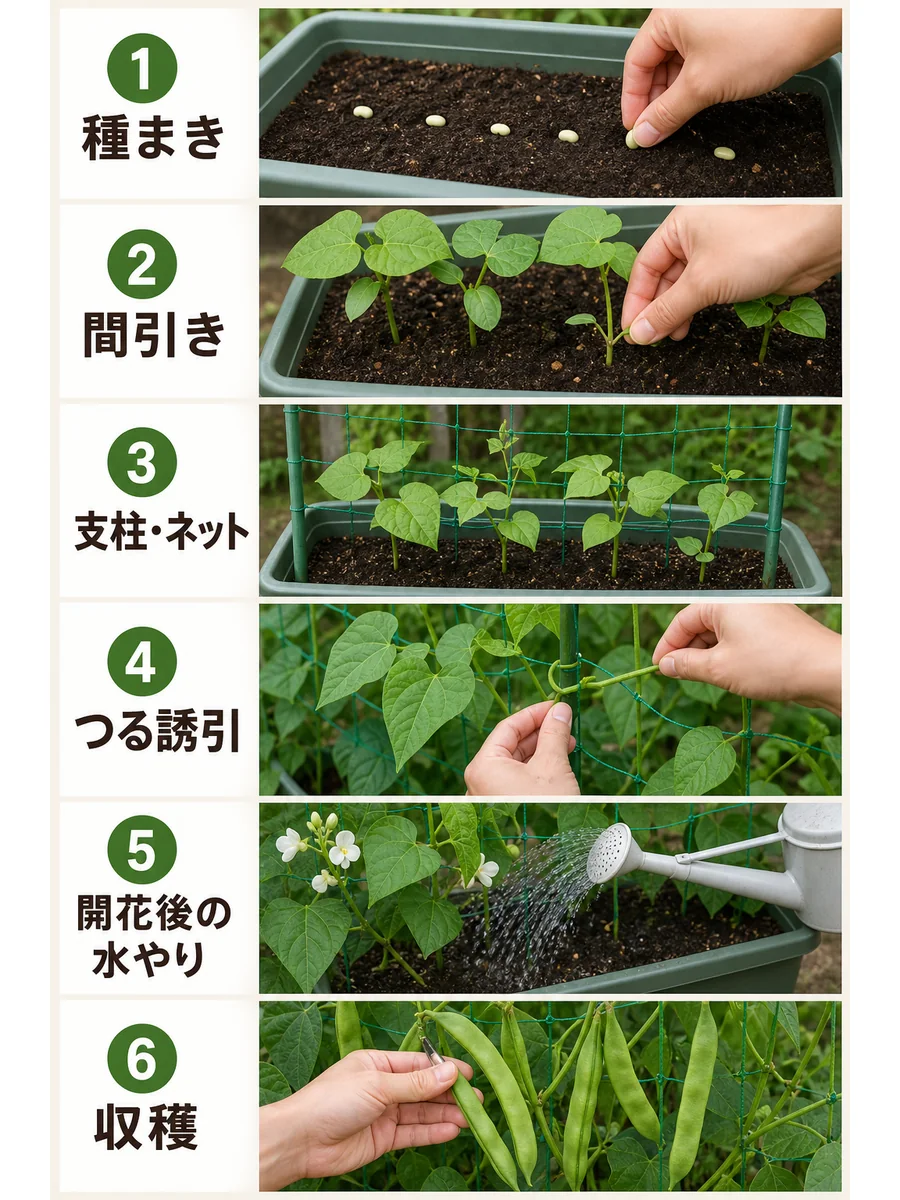 モロッコいんげんの種まき、間引き、支柱とネット、つる誘引、開花後の水やり、収穫をまとめた縦長画像