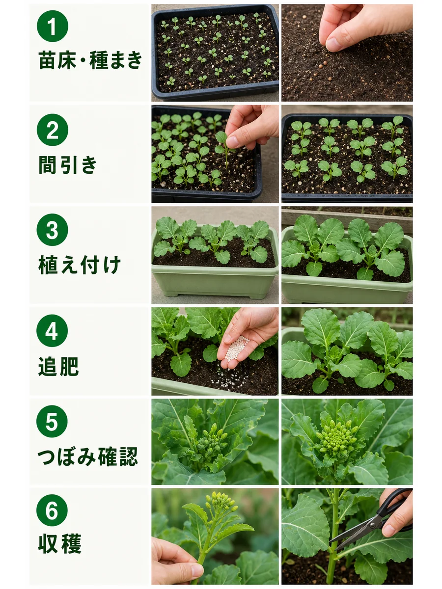 菜花の種まき、間引き、植え付け、追肥、つぼみ確認、収穫をまとめた縦長画像