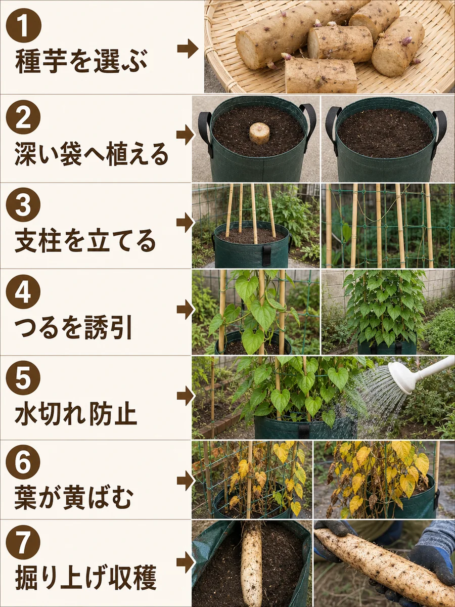 長芋の種芋選び、深い袋への植え付け、支柱、つる誘引、水やり、葉の黄ばみ、掘り上げ収穫をまとめた縦長画像