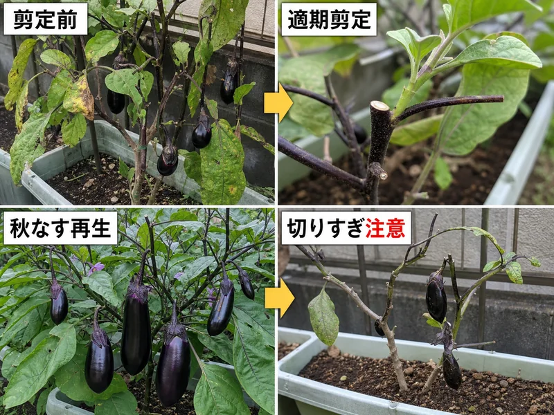なすの更新剪定前、適期剪定、秋なす再生、切りすぎ注意を比較した画像