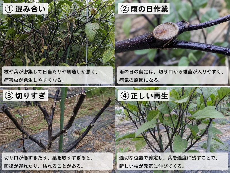 なす更新剪定の混み合い、雨の日作業、切りすぎ、正しい再生を比較した画像