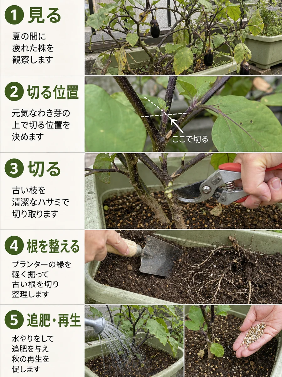 なすの更新剪定で株を見る、切る位置を決める、剪定する、根を整える、追肥して再生させる手順