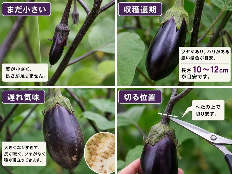 なすの収穫目安を未熟、適期、遅れ気味、切る位置で比べた画像