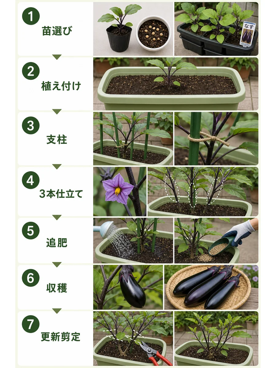 なすの植え付けから支柱、3本仕立て、追肥、収穫、更新剪定までの流れ