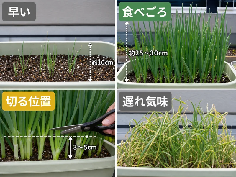 葉ねぎの早い、食べごろ、切る位置、遅れ気味を比較した収穫目安画像