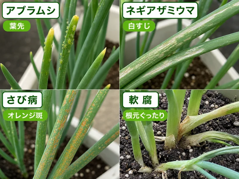 葉ねぎのアブラムシ、ネギアザミウマ、さび病、軟腐をまとめた診断画像