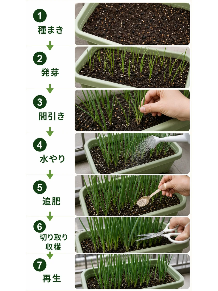 葉ねぎの種まき、発芽、間引き、水やり、追肥、切り取り収穫、再生をまとめた縦長画像