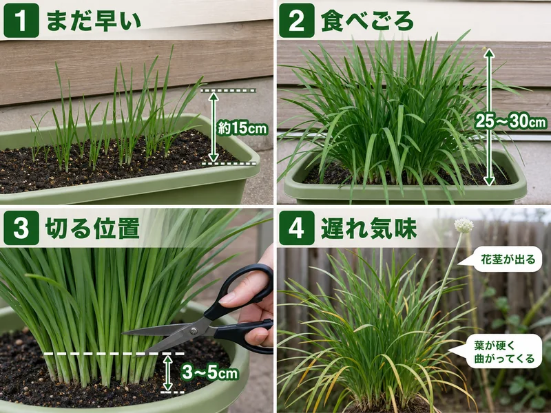 ニラのまだ早い、食べごろ、切る位置、遅れ気味を比較した収穫目安画像