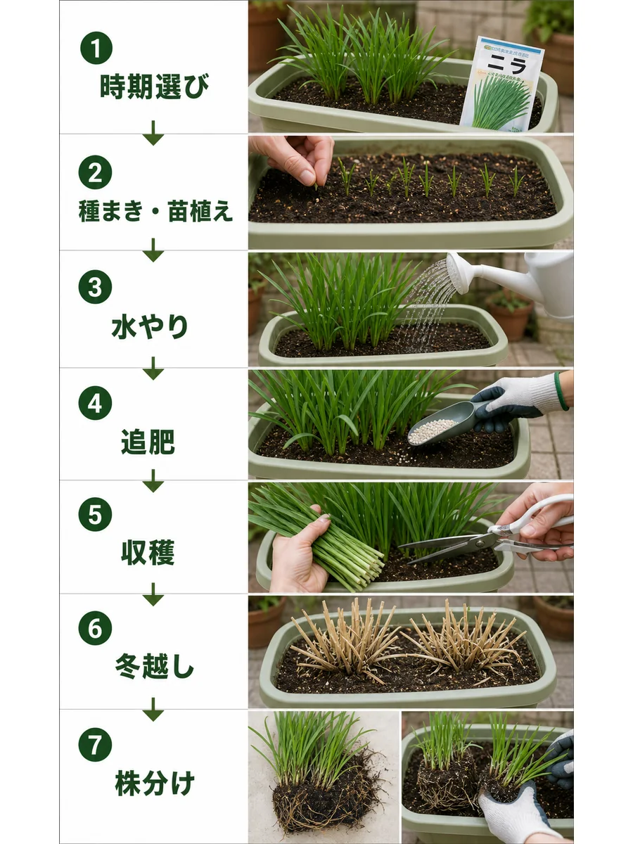 ニラの時期選び、種まきと苗植え、水やり、追肥、収穫、冬越し、株分けをまとめた縦長画像