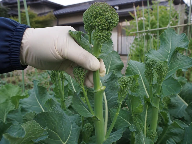 のらぼう菜の主茎を側芽の上で折り取る手元