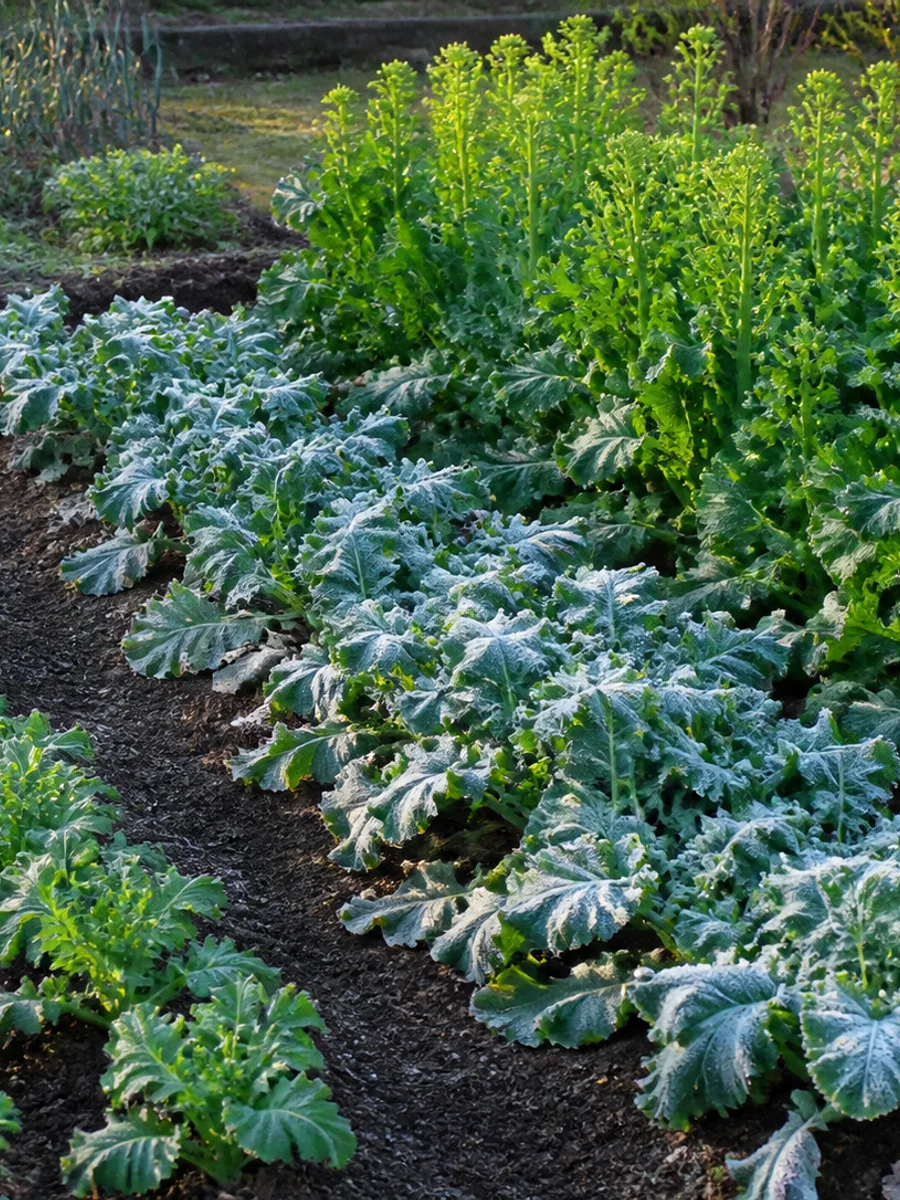 秋の若株、霜を受ける冬越し株、春の花茎を同じ畑で比較する様子