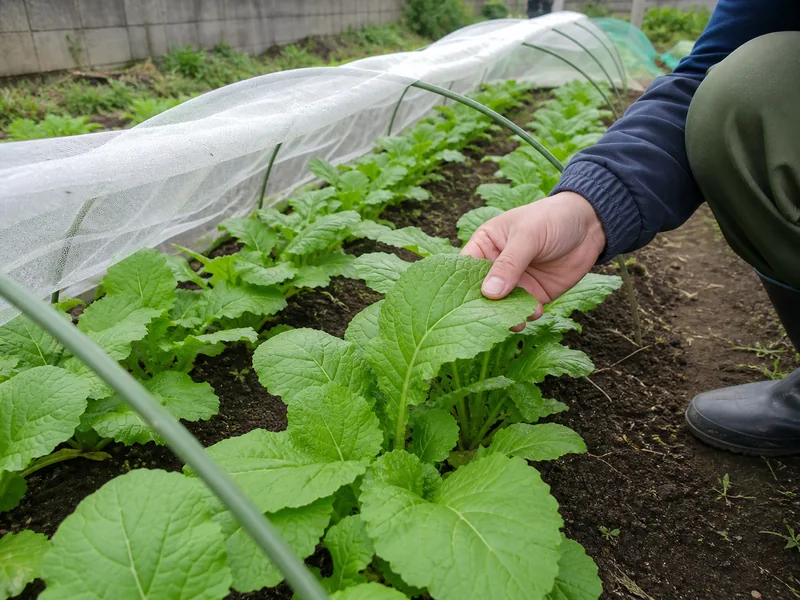 防虫ネットで守った野沢菜の若苗と葉裏を確認する手元