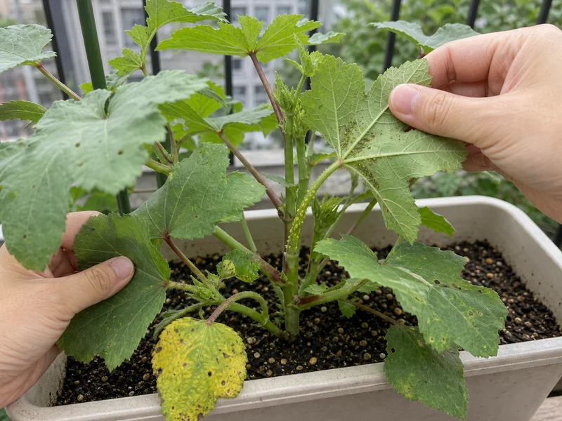 オクラの葉裏と株元を確認して害虫や葉の傷みを調べる様子