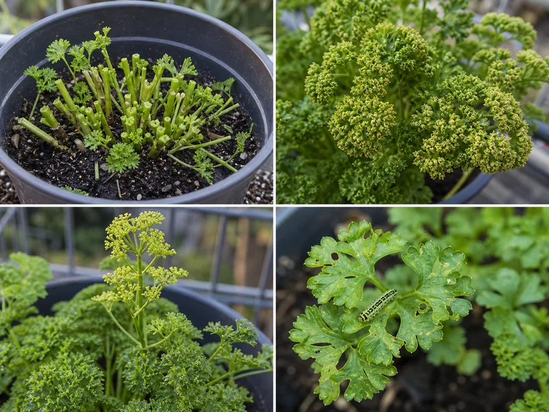 パセリの取りすぎ、乾燥、花芽、食害を比較した画像