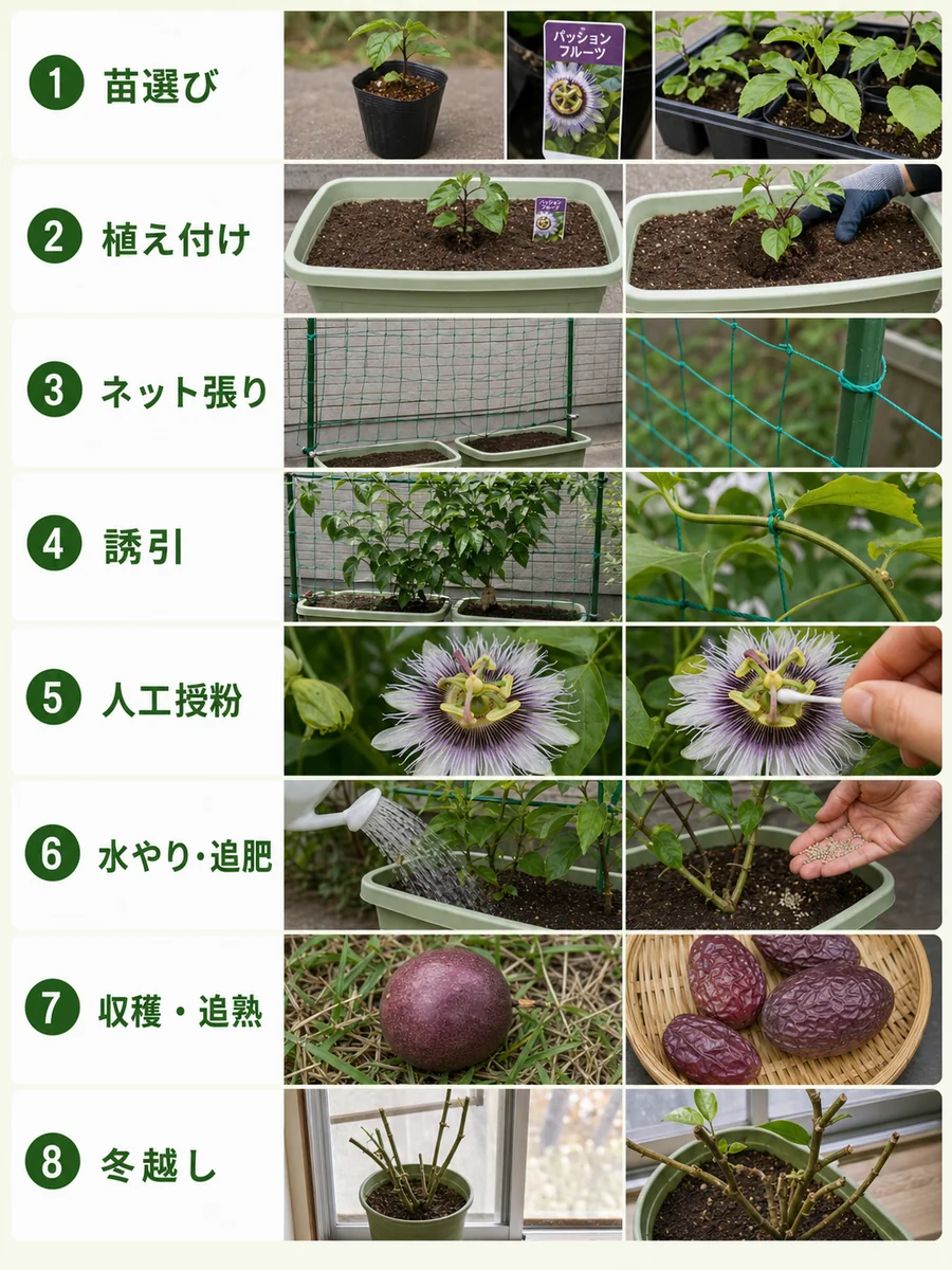 パッションフルーツの苗選び、植え付け、ネット張り、誘引、人工授粉、水やりと追肥、収穫と追熟、冬越しをまとめた縦長画像