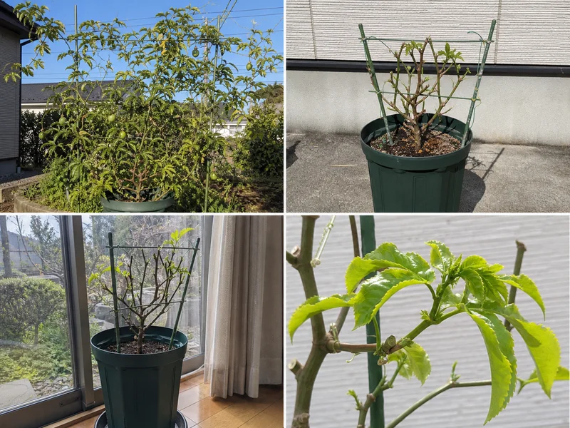 パッションフルーツの冬越し前のつる、切り戻し、室内管理、春の芽吹きを比較した画像