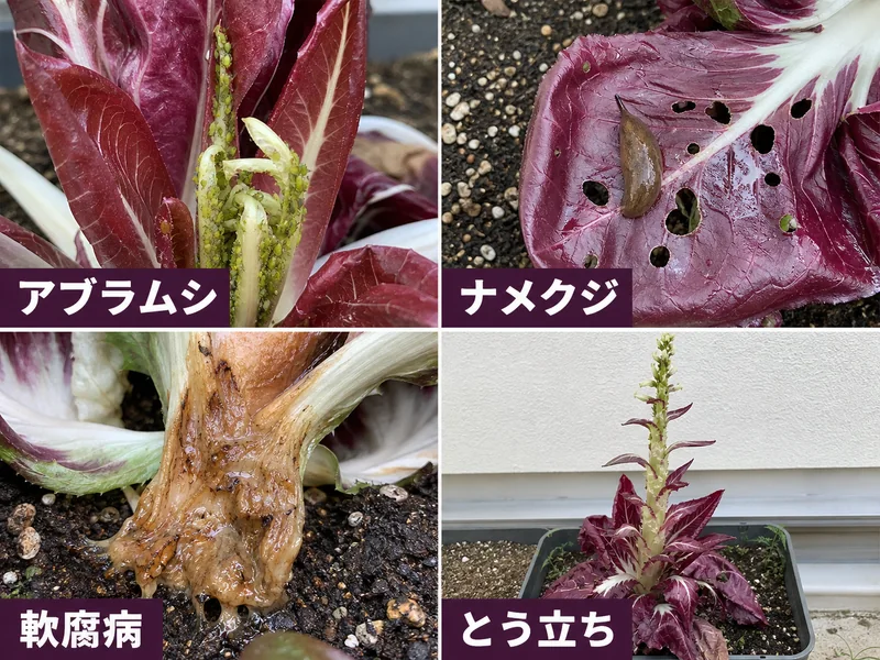 ラディッキオのアブラムシ、ナメクジ、軟腐病、とう立ちをまとめた診断画像