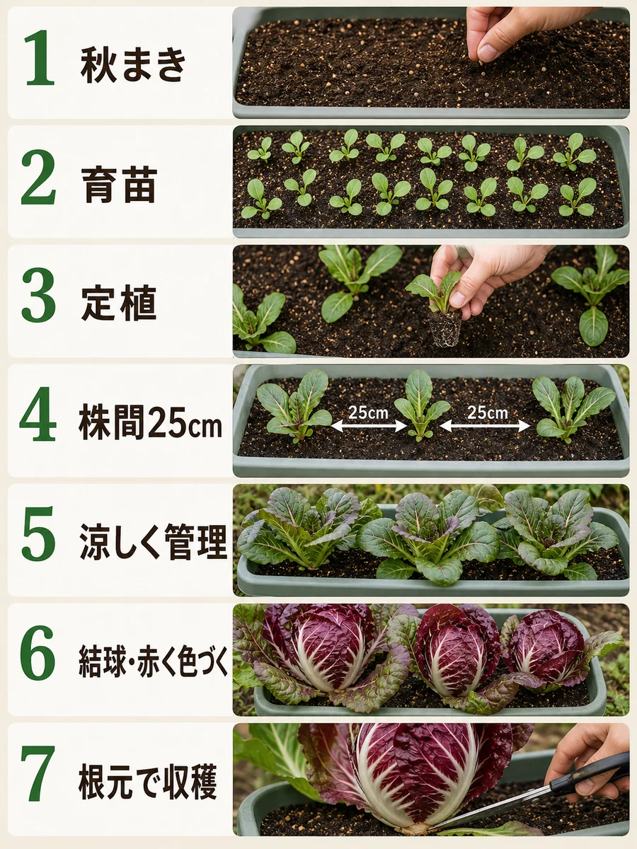 ラディッキオの秋まき、育苗、定植、株間25cm、涼しく管理、結球と赤い色づき、根元で収穫をまとめた縦長画像