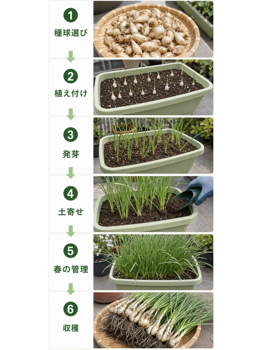 らっきょうの種球選び、植え付け、発芽、土寄せ、春の管理、収穫の流れ
