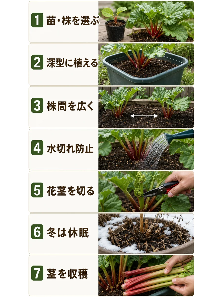 ルバーブの苗選び、深型植え付け、株間、水切れ防止、花茎切り、冬の休眠、茎の収穫をまとめた縦長画像
