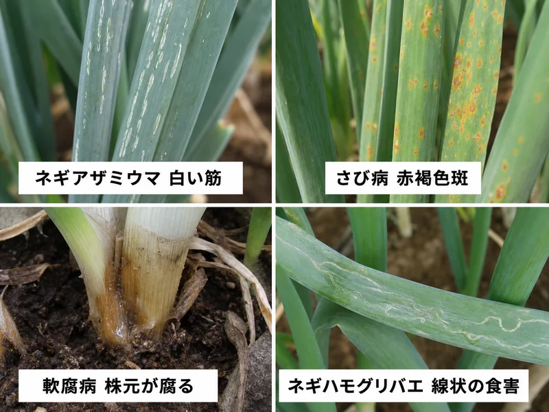 リーキのネギアザミウマ、さび病、軟腐病、ネギハモグリバエをまとめた診断画像