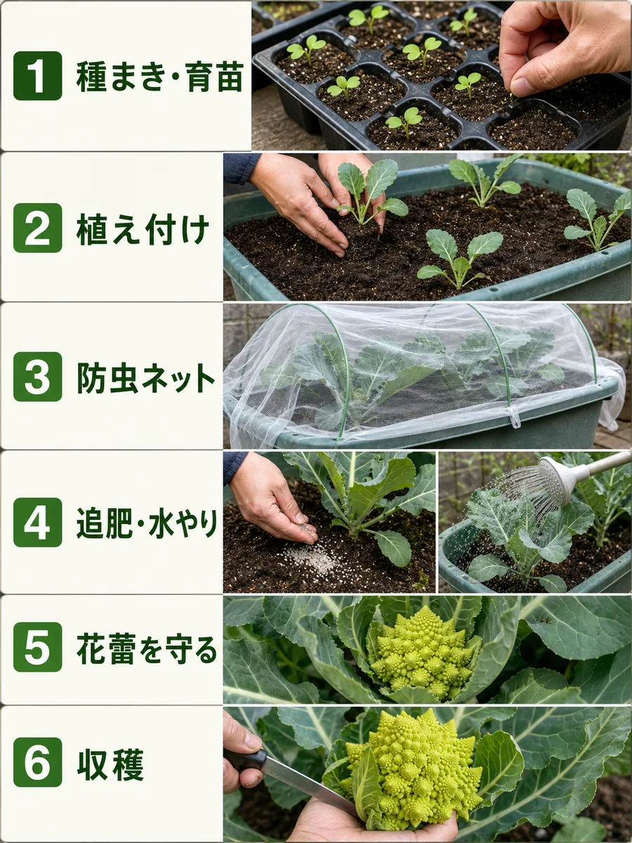 ロマネスコの種まき、植え付け、防虫ネット、追肥と水やり、花蕾を守る、収穫までの流れ