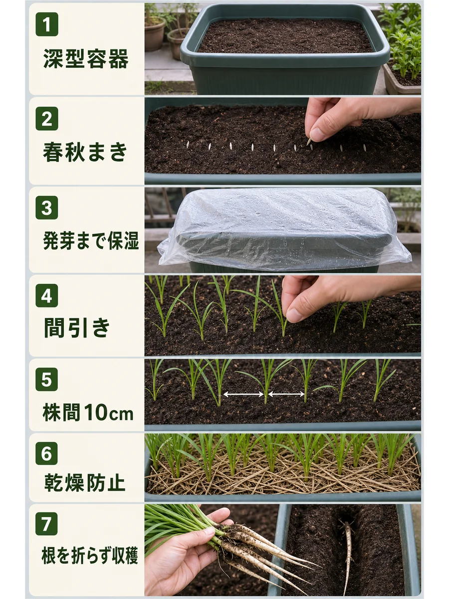 サルシフィの深型容器、春秋まき、保湿、間引き、株間、乾燥防止、収穫をまとめた縦長画像
