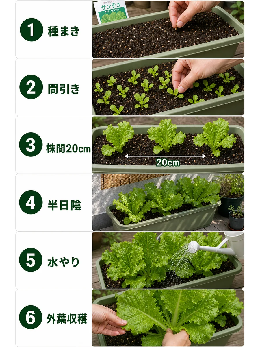 サンチュの種まき、間引き、株間20cm、半日陰、水やり、外葉収穫をまとめた縦長画像